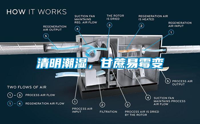 清明潮濕，甘蔗易霉變